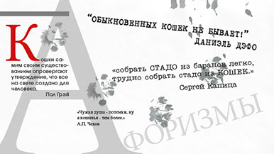 Бездомные кошки. Социальный проект