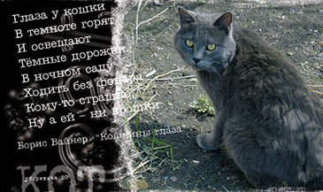 Бездомные кошки. Социальный проект